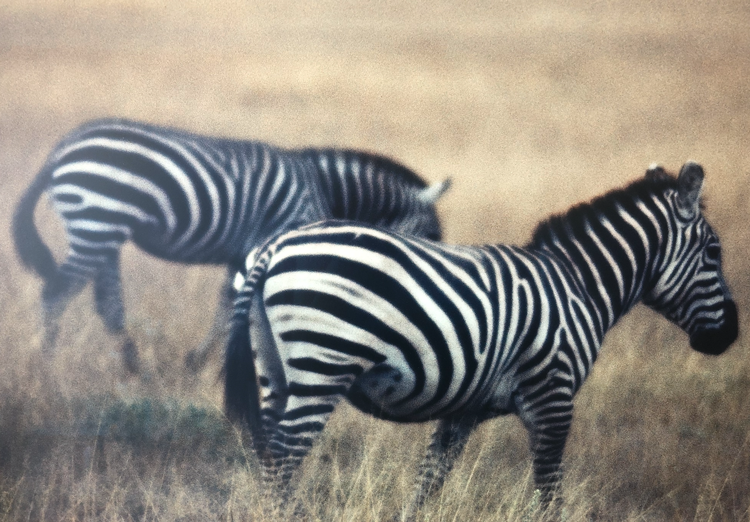 Zebras Photo on Safari by Kevin Ellman, Age 16